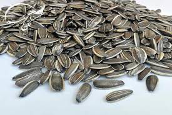 تصویر از تخمه سنقر 2