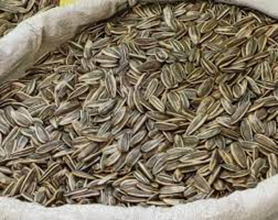 تصویر از تخمه دور سفید و زعفرانی و سنقر 1